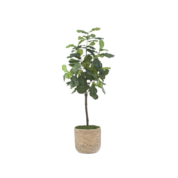 Primrue 72'' Faux Fiddle Leaf Fig Tree in Rattan Basket Wayfair